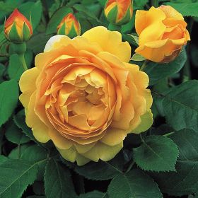 David Austin® Golden Celebration® (Ausgold) English Shrub Rose