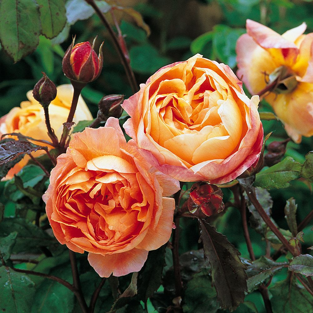 David Austin® English Roses - Lady Emma Hamilton (Ausbrother) - David