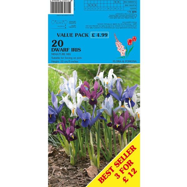 Iris Dwarf Purple-Blue - 20 Bulbs