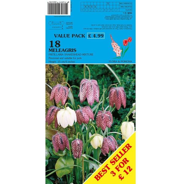 Snakeshead Fritillaria Meleagris - 18 Bulbs