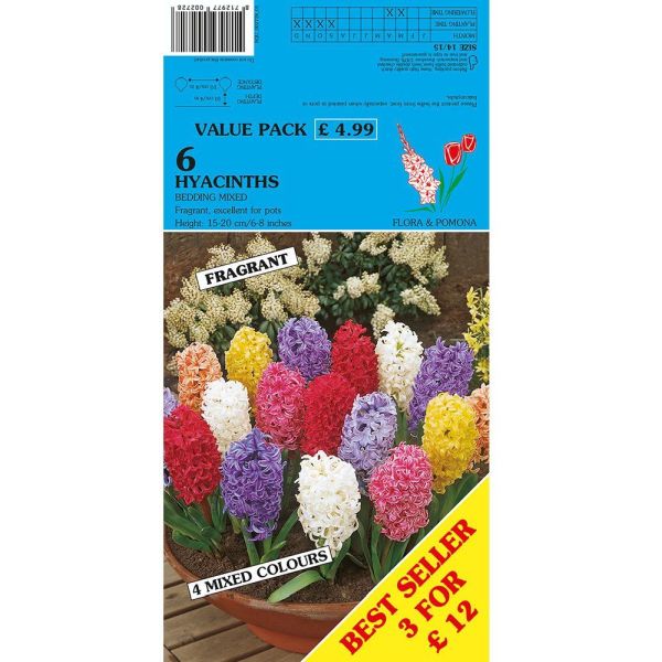 Hyacinths Mixture 4 Colours - 6 Bulbs