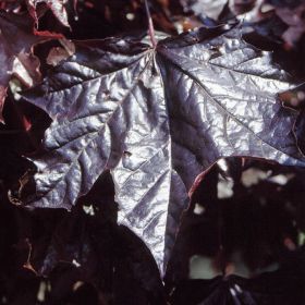 Acer Platanoides 'Crimson King'