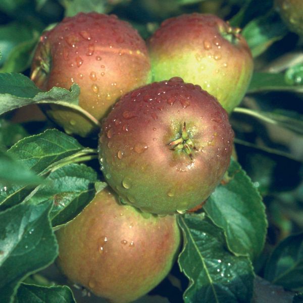 Apple (malus) Cox Self Fertile