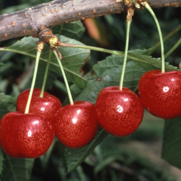 Cherry (prunus) Morello Patio 11.5 Litre