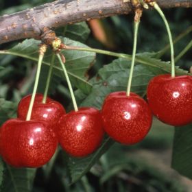 Cherry (prunus) Morello Patio 11.5 Litre