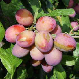 Victoria Plum (prunus) Bush 12 Litre