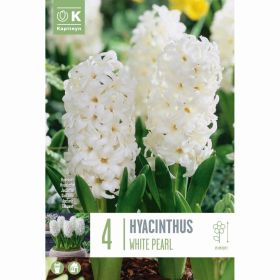 Hyacinth White Pearl - 4 Bulbs