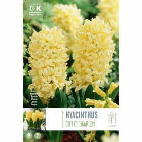 Hyacinth City of Haarlem - 4 Bulbs