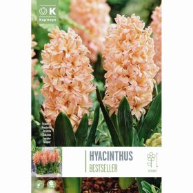 Hyacinth Bestseller - 4 Bulbs