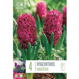 Hyacinth Woodstock- 4 Bulbs