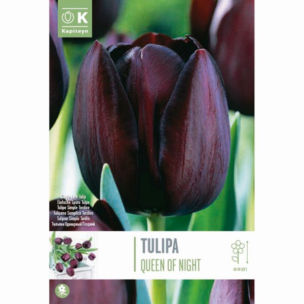 Tulip Queen of Night - 10 Bulbs