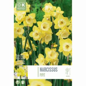 Narcissus Pipit - 10 Bulbs