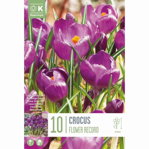 Crocus Flower Record - 10 Bulbs