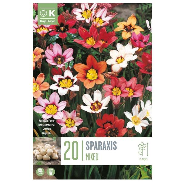 Sparaxis Mixed - 20 Bulbs