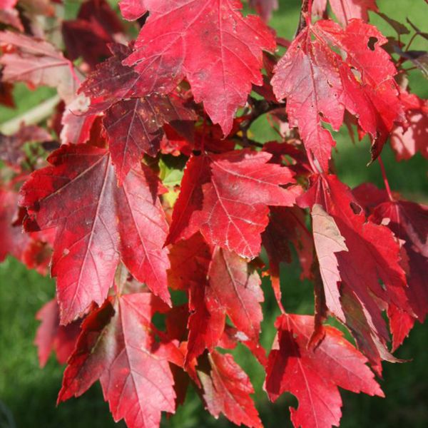 Acer Rubrum Brandywine