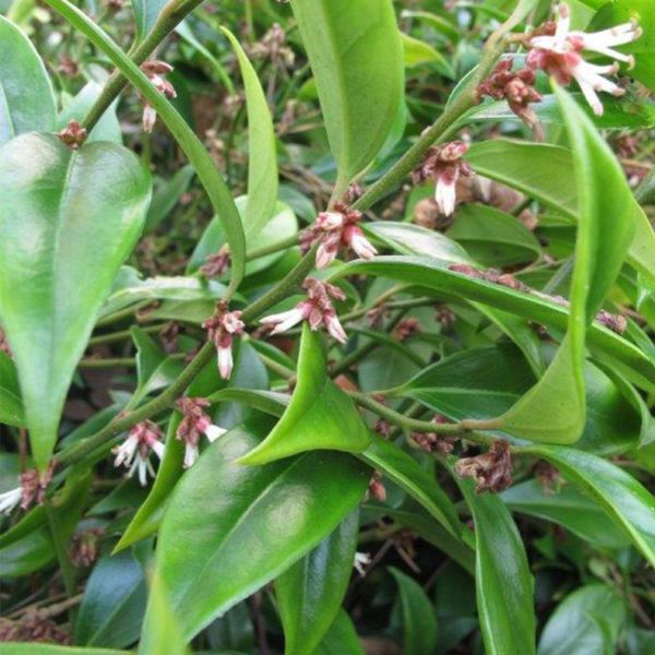 Sarcococca 'Orientalis' 2.5 Litre