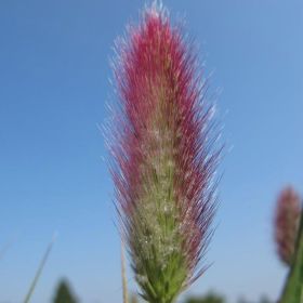 Pennisetum Red Bunny Tails 3 Litre