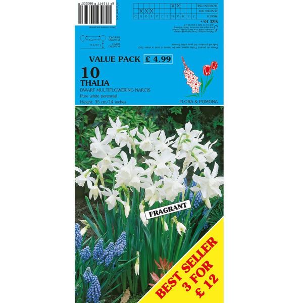 Narcissus Thalia - 10 Bulbs