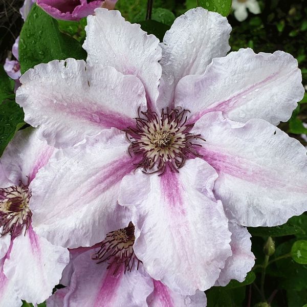 Clematis Countess of Wessex 3 Litre