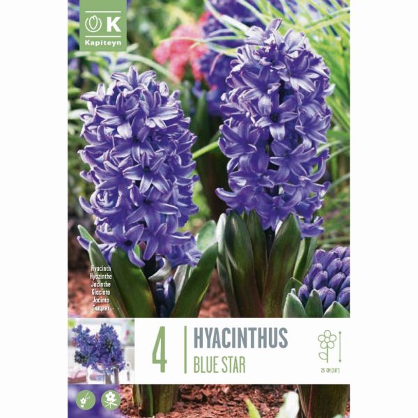 Hyacinth Blue Star - 4 Bulbs