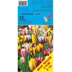 Tulips Flamed Rembrandt Mix - 12 Bulbs