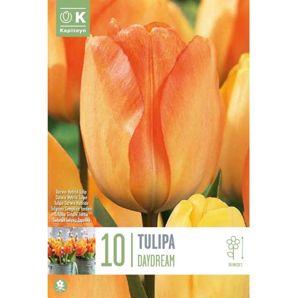 Tulip Day Dream - 10 Bulbs