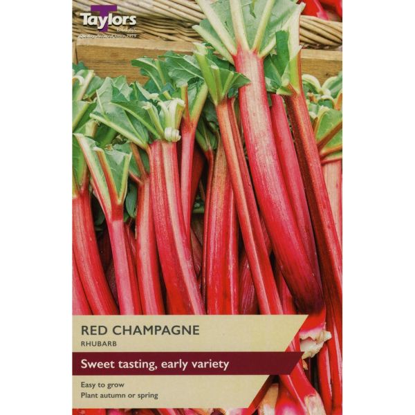 Buy Rhubarb - Red Champagne 'champagne crowns' in the UK