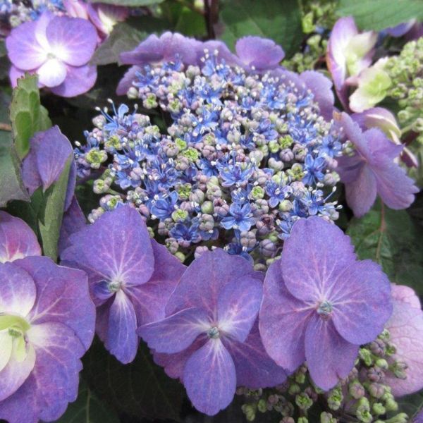 Image of Hydrangea Blueberry Cheesecake Bars