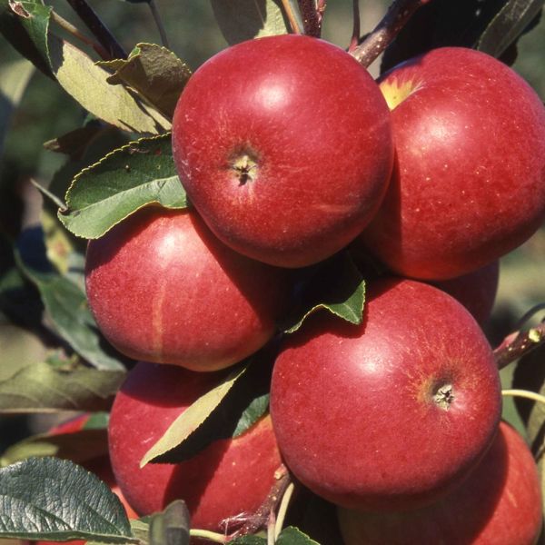 Apple "Scrumptious®" Bush 12 Litre