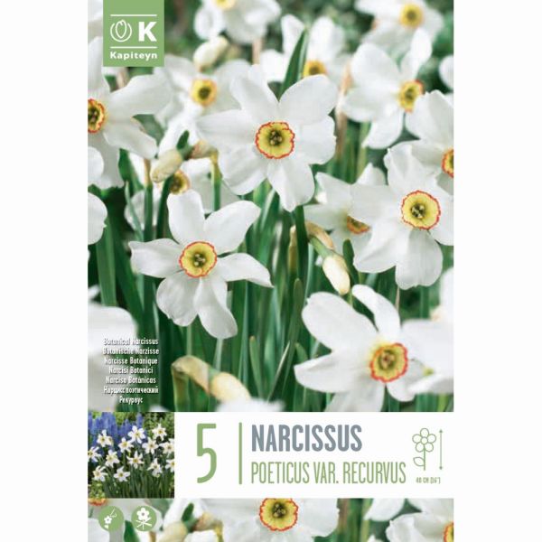 Narcissus Poeticus Var. Recurvus - 5 Bulbs