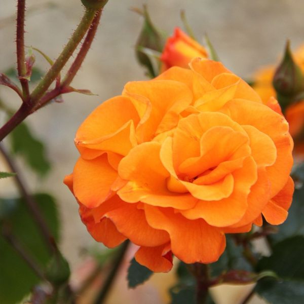 Rosa 'Precious Amber' Bush Rose 3 Litre