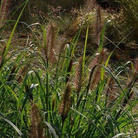 Pennisetum 'Dark Desire' 3 Litre