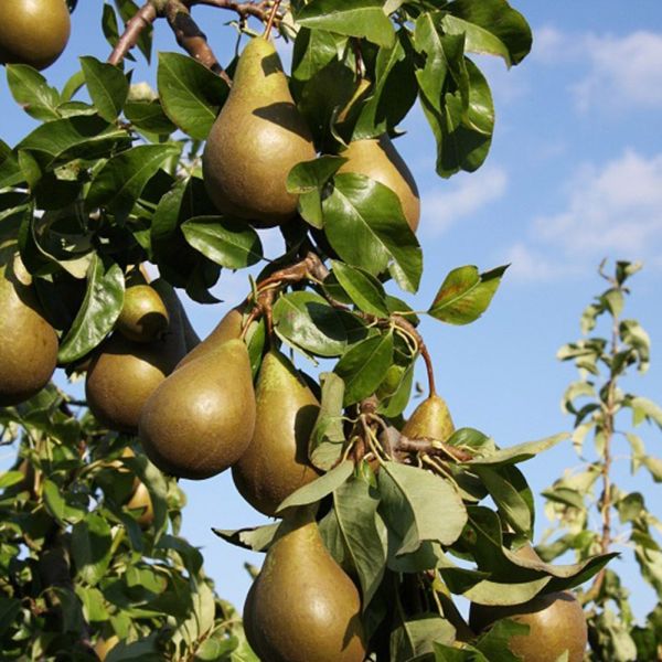 Pear (pyrus) Conference Bush 12 Litres