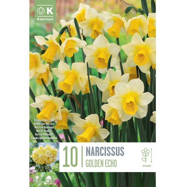 Narcissus Golden Echo - 10 Bulbs