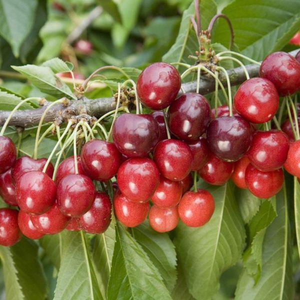 Cherry Prunus Stella Bush 12 Litre Fruit Trees Squires