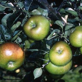 Apple (malus) Bramley's Seedling