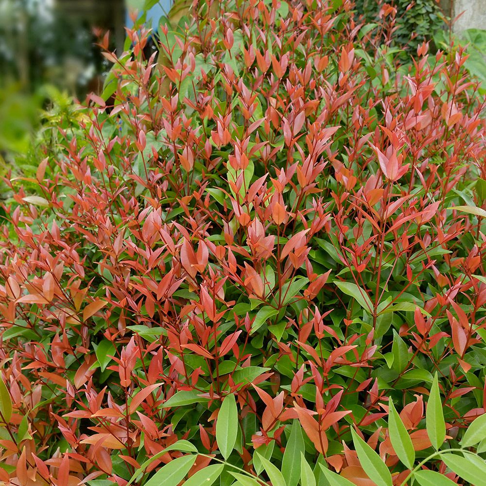 Nandina Gulf Stream 7.5 Litre - Instant Impact - Squires Garden Centres