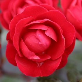 Rosa 'Precious Ruby' Bush Rose 3 Litre