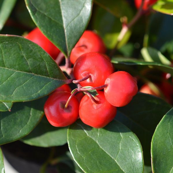 Gaultheria procumbens 'Big Berry' 12cm