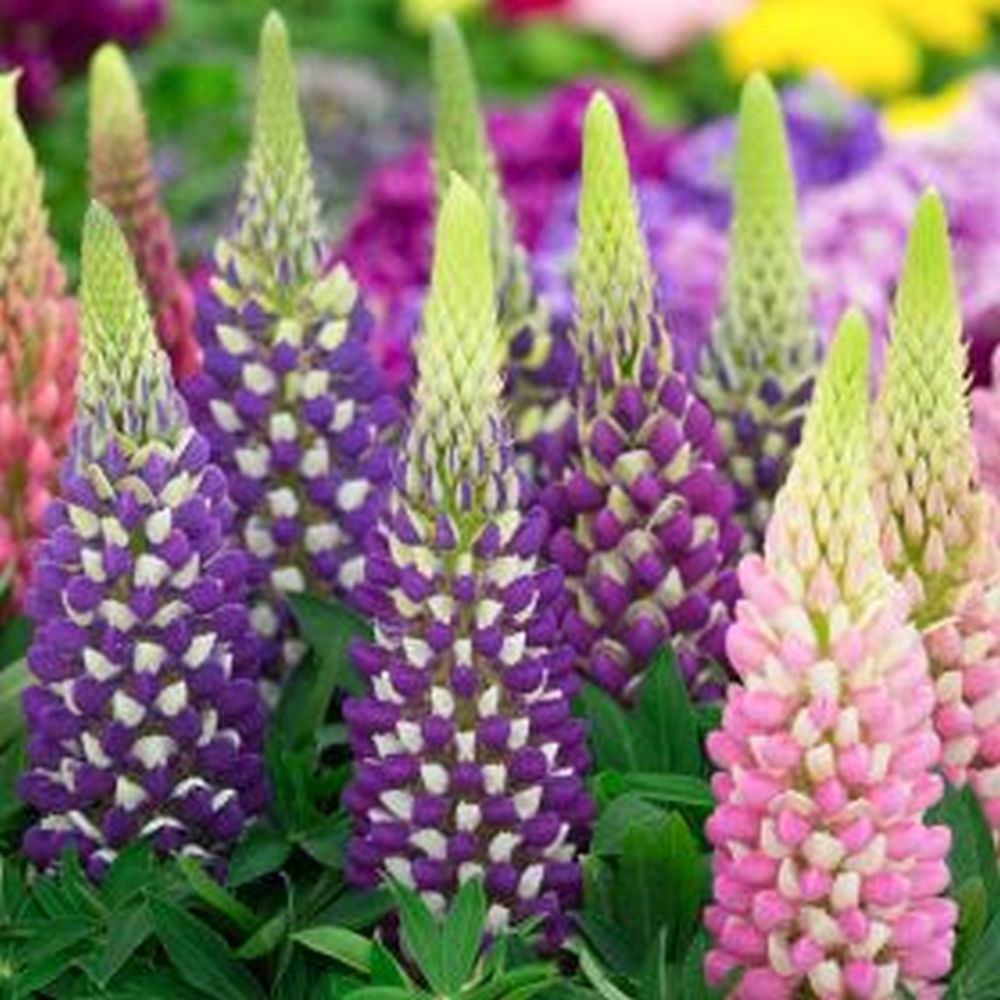 Lupin - West Country - 3 Litre - Shrubs - Squires Garden Centres