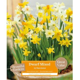 Narcissus Mixed Species - 25 Bulbs