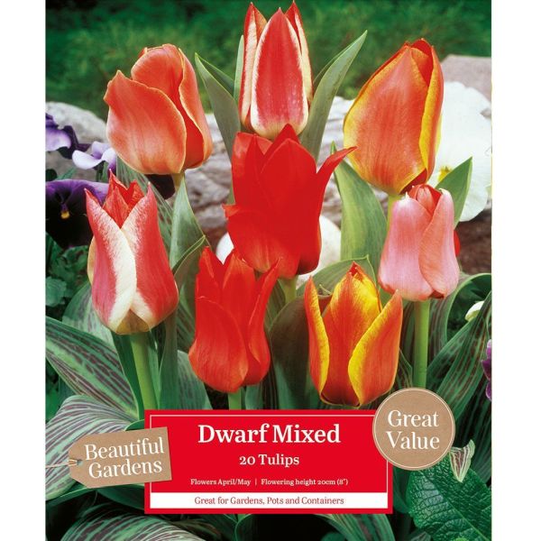 Tulips Dwarf Mixed - 20 Bulbs