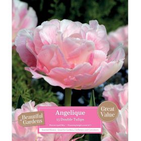 Double Tulip Angelique Scented - 15 Bulbs