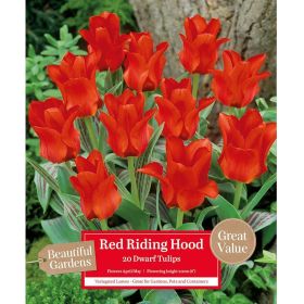 Dwarf Tulip Red Riding Hood - 20 Bulbs