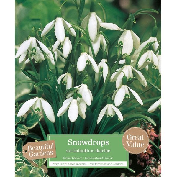 Snowdrops Galanthus Ikariae - 20 Bulbs