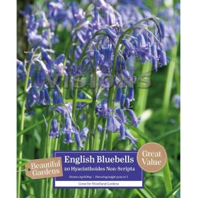 English Bluebells Hyacinthoides Non-Scripta - 20 Bulbs