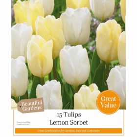 Tulips Lemon Sorbet - 15 Bulbs