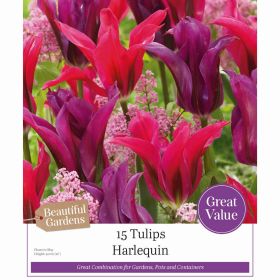Tulips Harlequin - 15 Bulbs