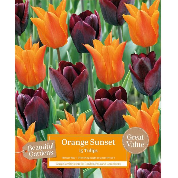 Tulips Orange Sunset - 15 Bulbs