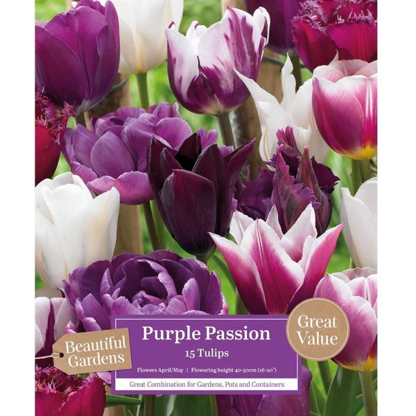 Tulips Purple Passion - 15 Bulbs